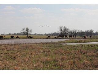 Tract 11 - LAND & MINERAL ACRES OKLAHOMA AUCTION, 588+/- Land & Producing Mineral Acres offered in 24 Tracts in Okmulgee County